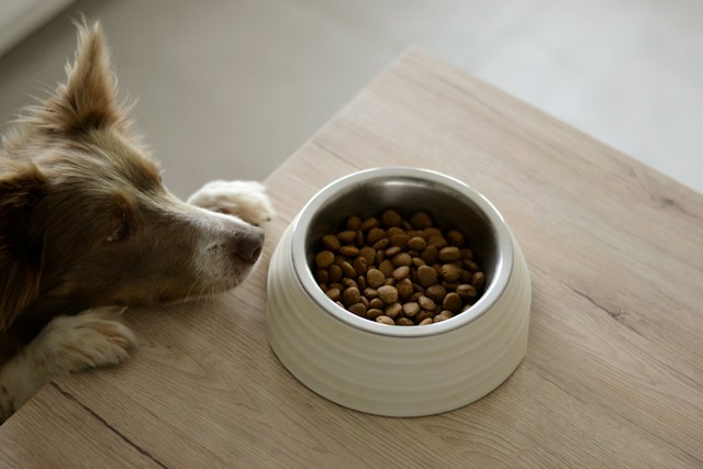 Pet Supplies